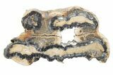 Mammoth Molar Slice with Case - South Carolina #217915-1